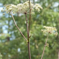 Angelica, Wild Angelica